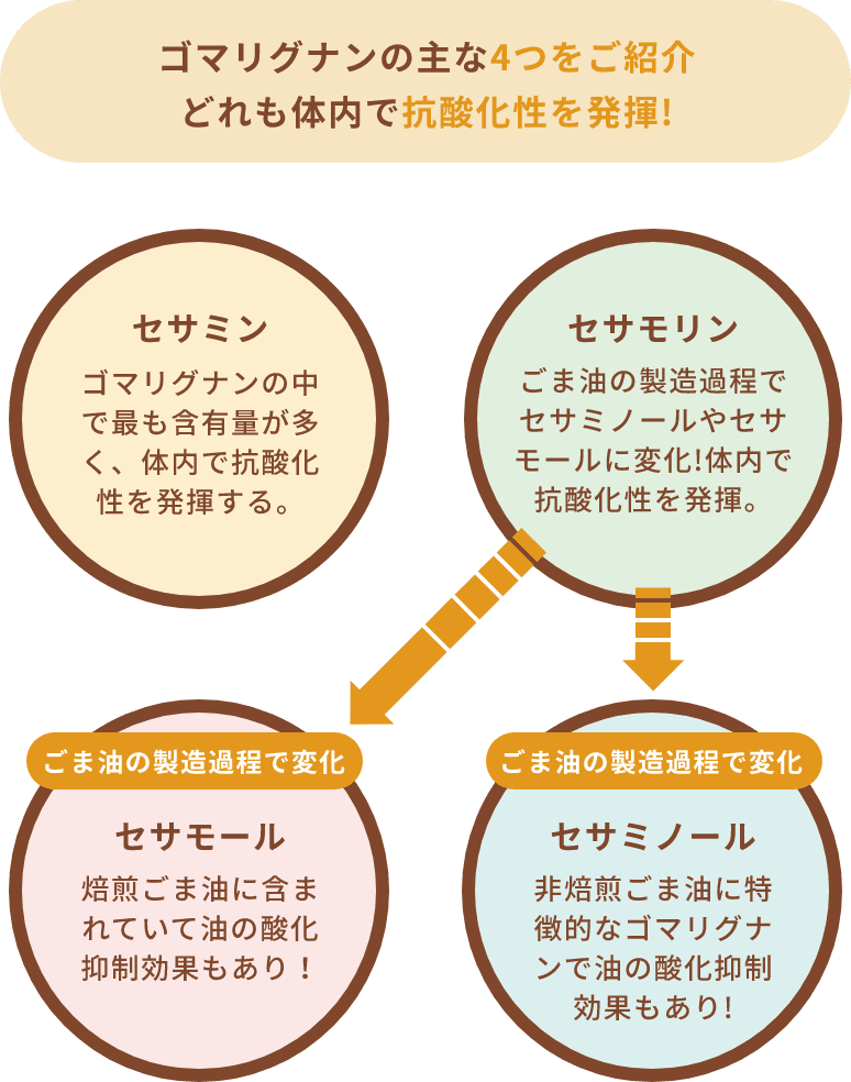 ゴマリグナンの主な4つをご紹介