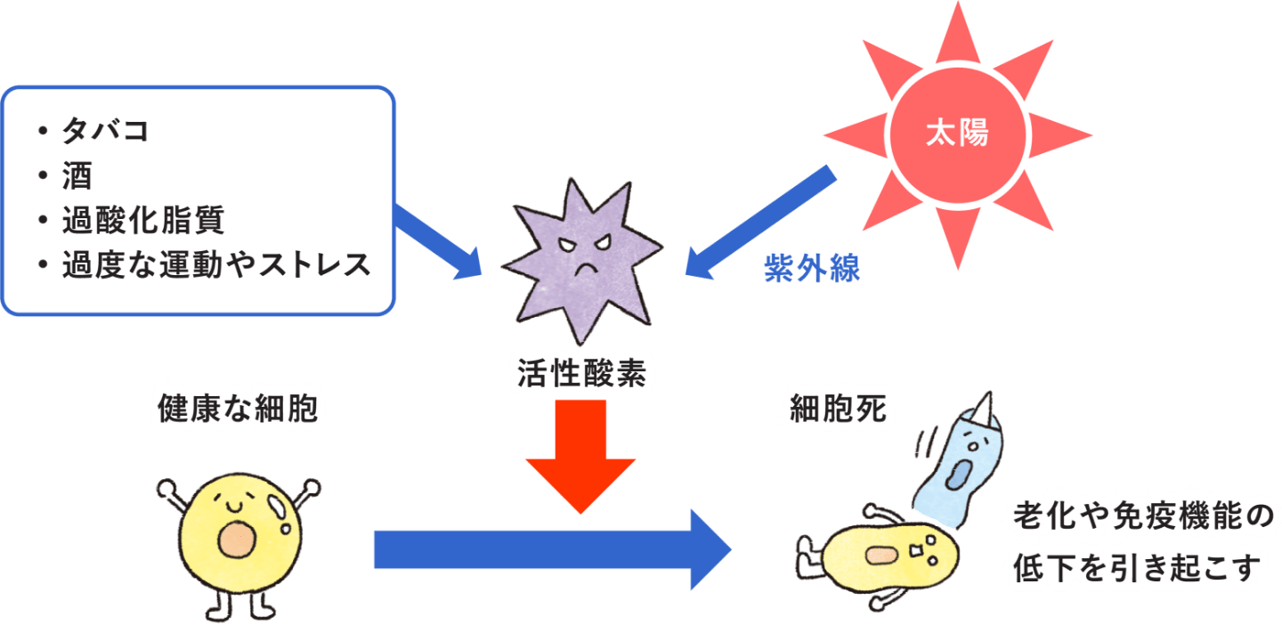 酸化した油（過酸化脂質）は細胞を傷つける!?