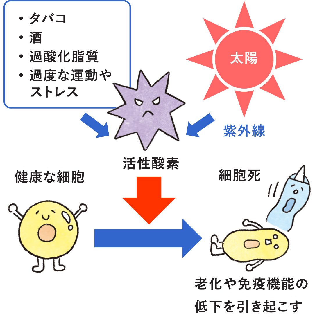 酸化した油（過酸化脂質）は細胞を傷つける!?