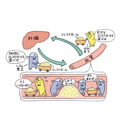 コレステロールとは？