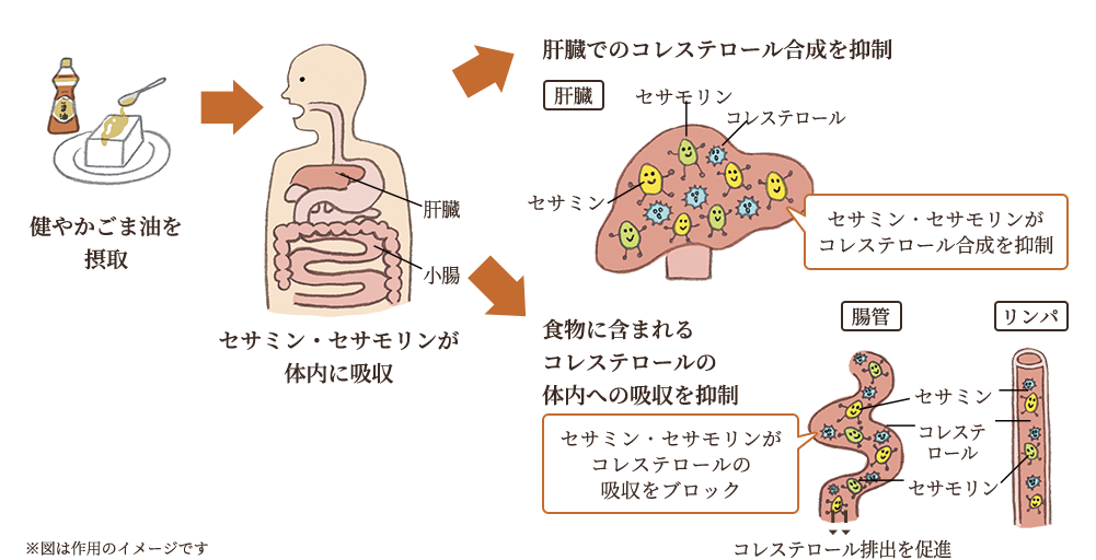 健やかごま油を摂取するとセサミン・セサモリンが体内に吸収される。その働きで肝臓でのコレステロール合成を抑制し、腸やリンパでの食物に含まれるコレステロールの体内への吸収も抑制する。